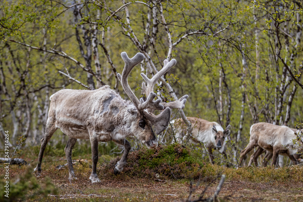 Fototapeta premium Reindeer in the woods