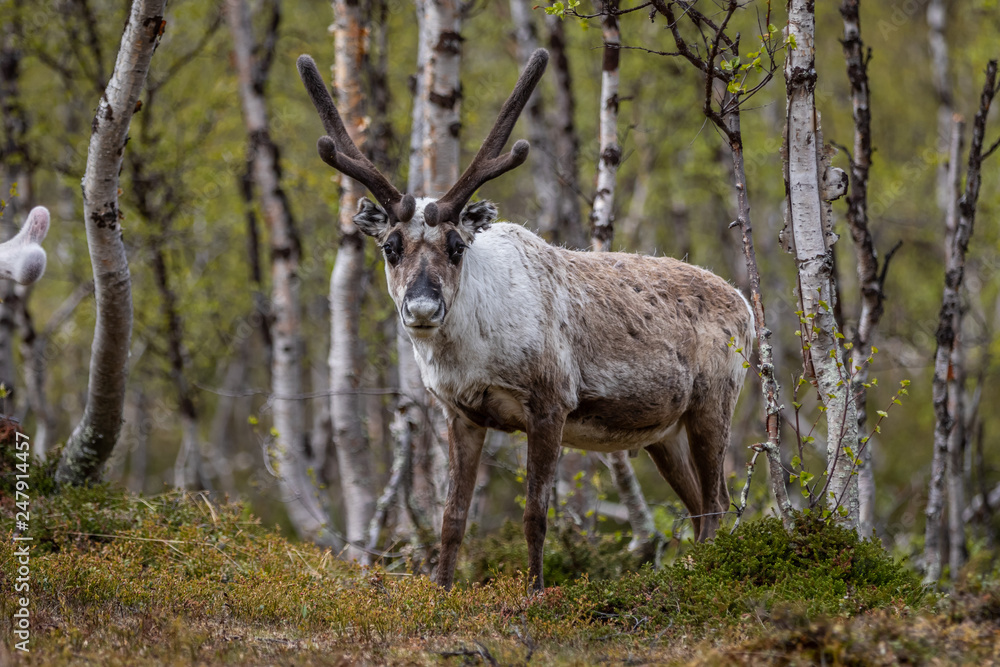 Reindeer in the woods Reindeer in the woods
