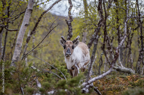 Reindeer in the woods