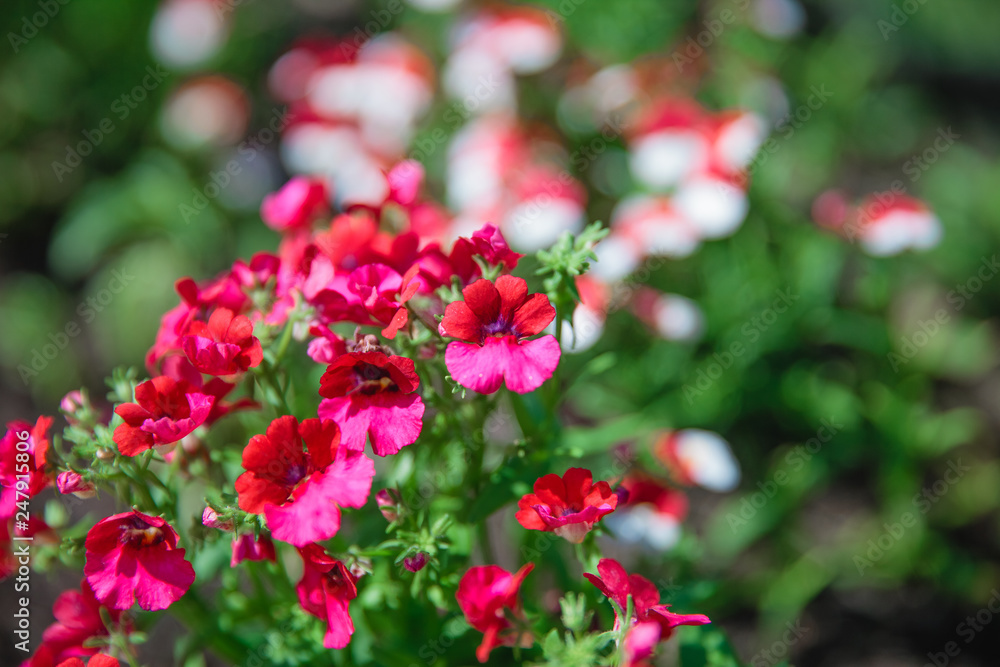 Nemesia flower blooms. White-red carpet of Nemesia strumosa flowers. Bright summer background for any natural idea Nemesia flower blooms. White-red carpet of Nemesia strumosa flowers. Bright summer background for any natural idea