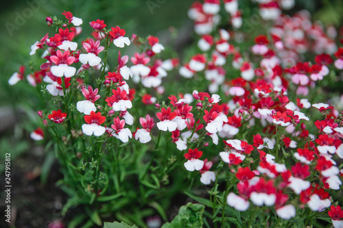 Nemesia flower blooms. White-red carpet of Nemesia strumosa flowers. Bright summer background for any natural idea