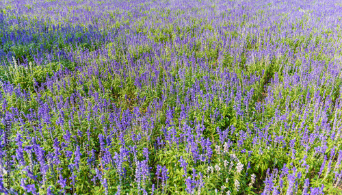 colorful flowers salvia flowers, purple lavender spur flowers garden © sirastock