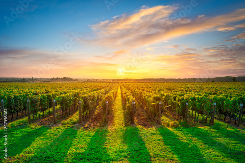 Bolgheri and Castagneto vineyard on sunset in backlight. Maremma Tuscany, Italy