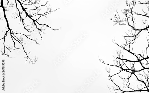 Canvas Print Bare tree branches on a pale white background