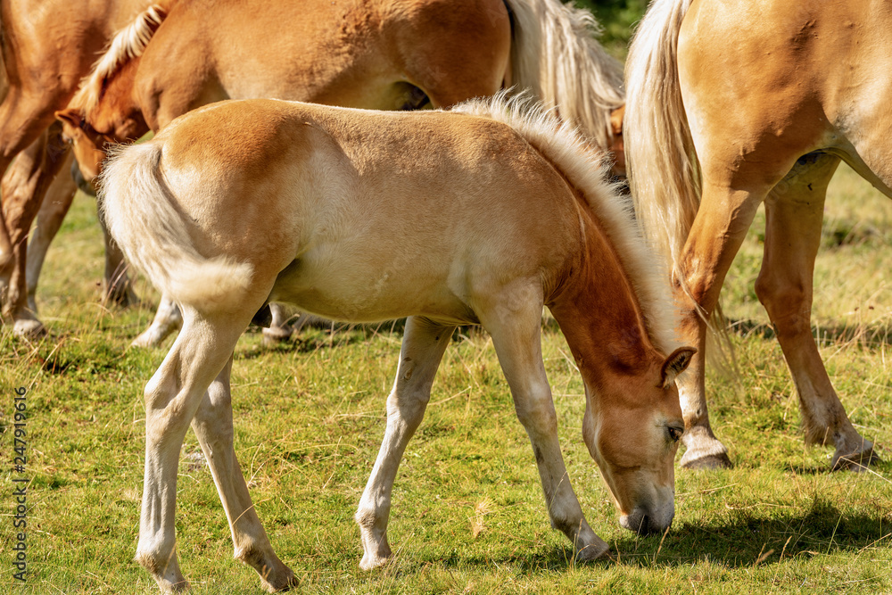 Herd of brown and white horses with a foal Herd of brown and white horses with a foal