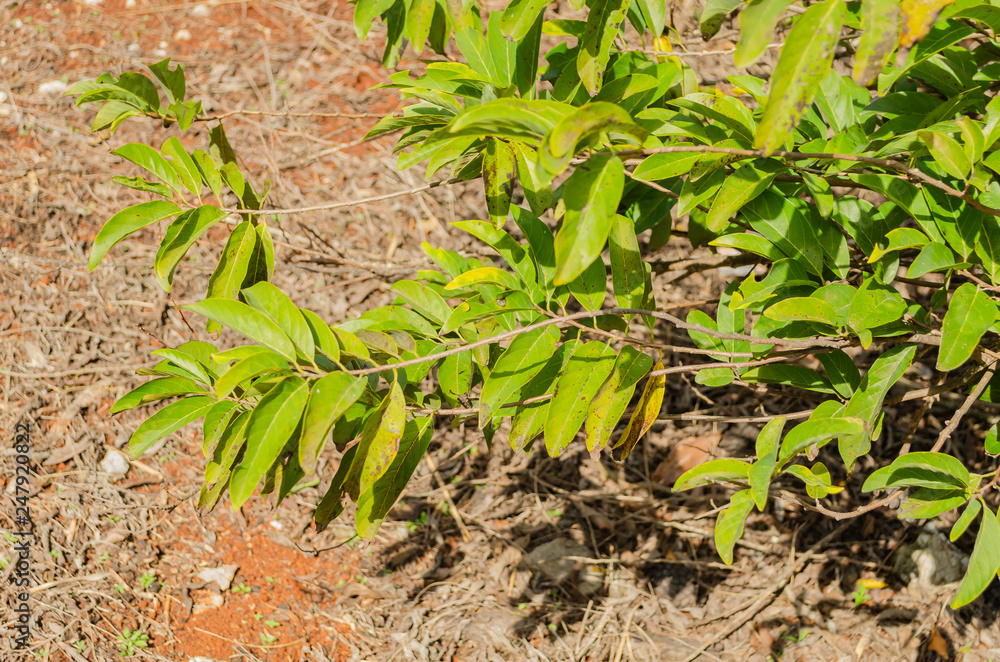 Branches of Sweetsop tree Branches of Sweetsop tree