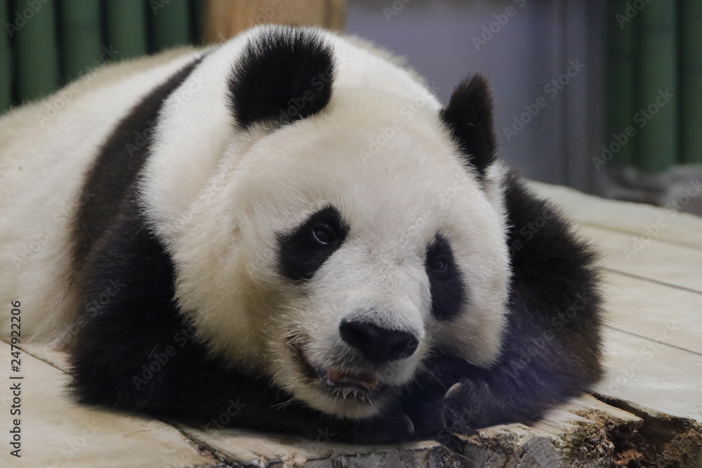 Naklejka premium パンダ