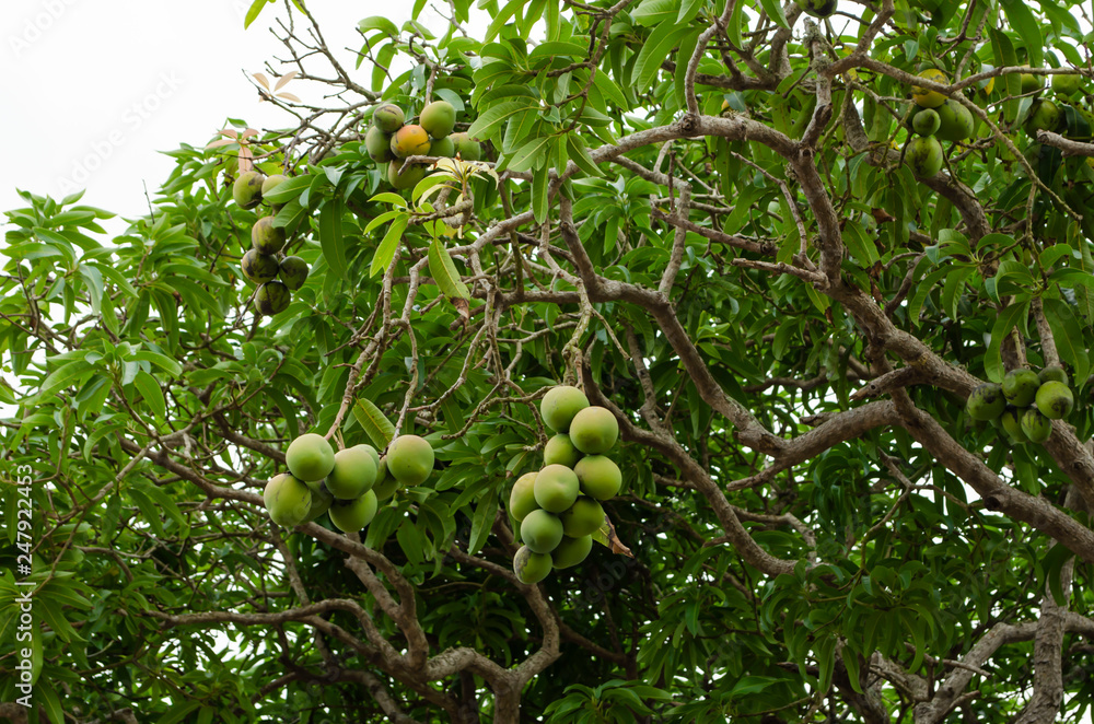 Mango Branches with Fruits