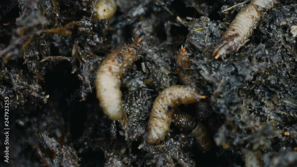 Macro of maggots in manure or fertilizer, larvas eat feces or faeces ...