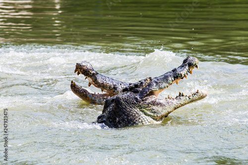 фотографія Two crocodiles are fighting in the water