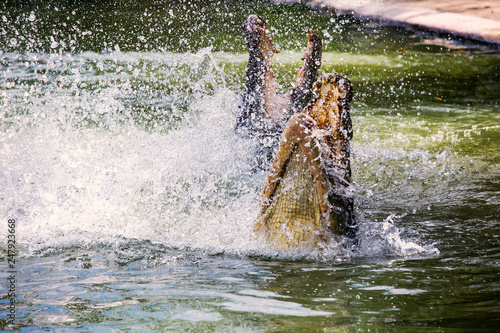 Two crocodiles are fighting in the water. Fighting in the water of amphibians. Animal power showdown. The battle of animals to fight the field. photo