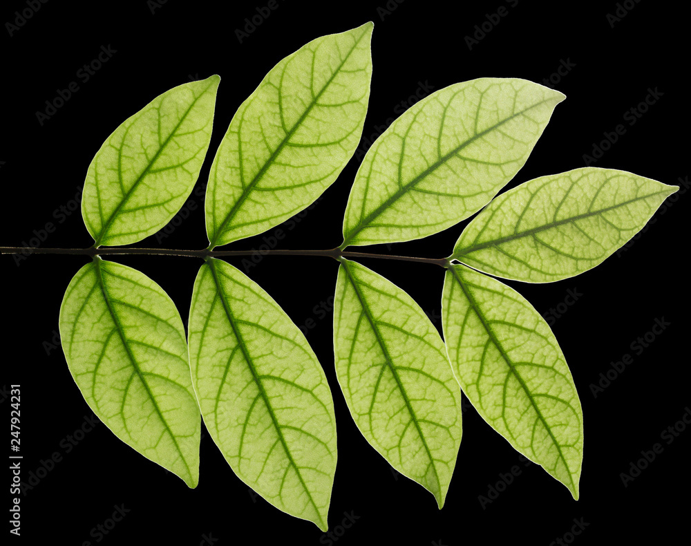 Closeup leaves see the vitreous tube. on black. Mok leaves, close-up