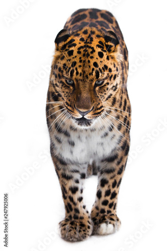 Amur leopard stands full face isolated on white background, the beast is watching © Mikhail Semenov