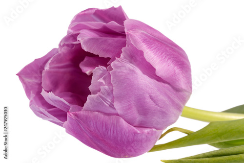 Single spring flower of pink tulip isolated on black background, close up