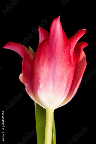 Single spring flower of red tulip isolated on black background, close up.
