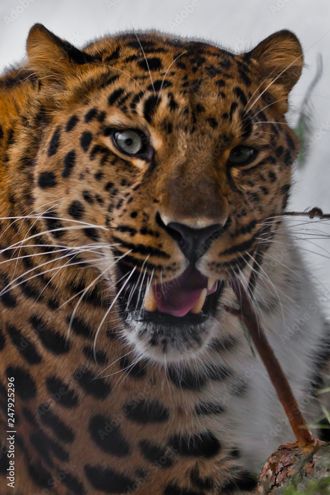 Muzzle of Amur leopard close-up with branches on a white snowy background, Brutal muzzle of a big cat. Muzzle of Amur leopard close-up with branches on a white snowy background, Brutal muzzle of a big cat.