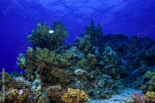 Fototapeta Naklejka Na Ścianę i Meble -  Fire corals at the Red Sea, Egypt