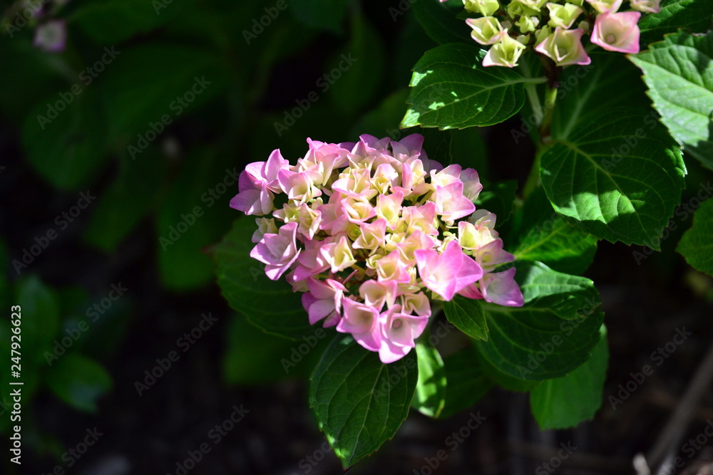 fleurs fleurs
