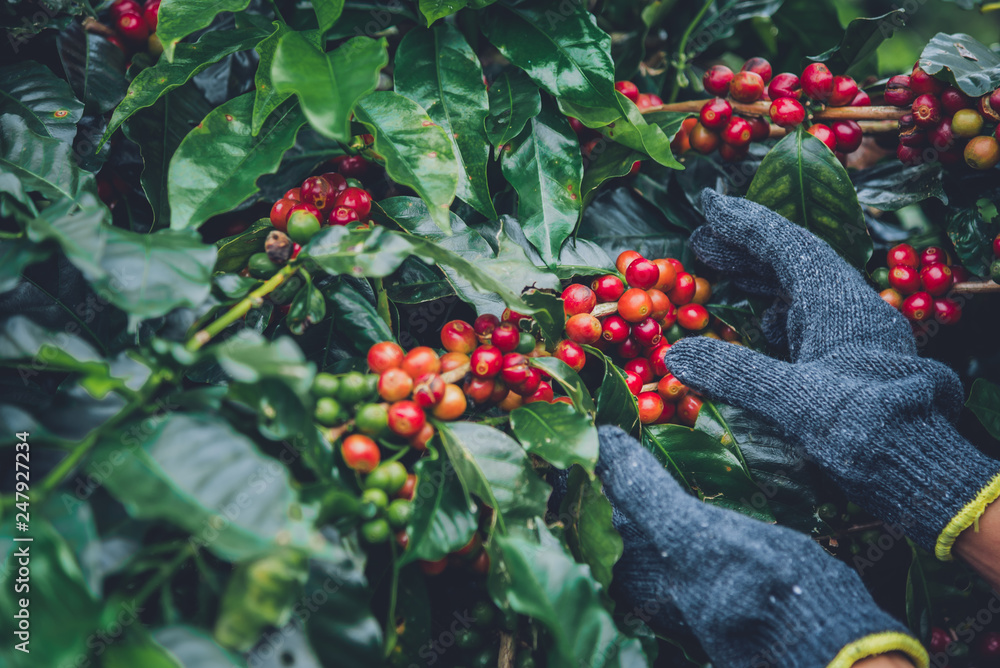 Coffee tree with coffee beans on coffee plantation,How to harvest