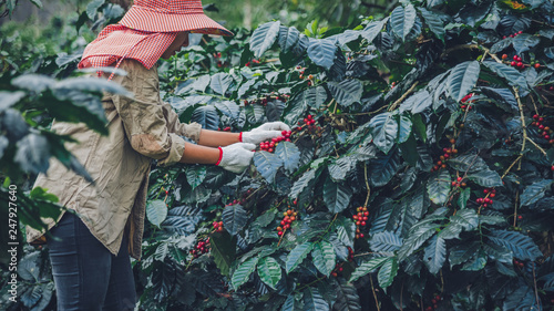 agriculture, coffee garden coffee tree with coffee beans, female workers are harvesting ripe red coffee beans.