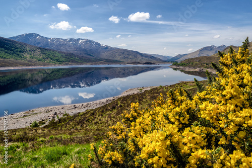 Yellow flowers in Glen Shiel, Scotland