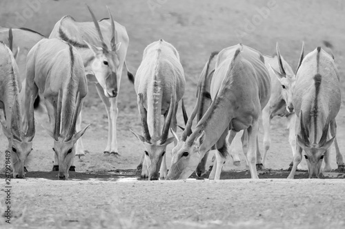 Konstfotografi Eland Herd