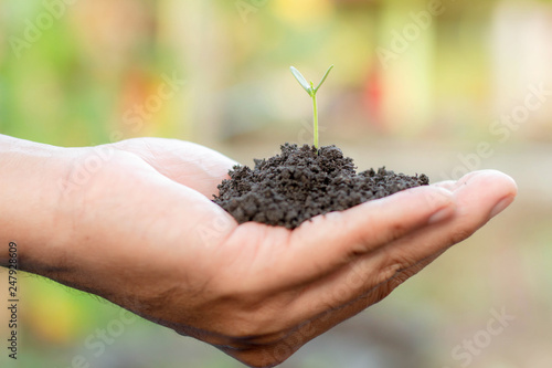 Young plant in hand.Seedling are growing in the soil with sunlight. /Wherever the tree is planted,everyone will benefit from it.