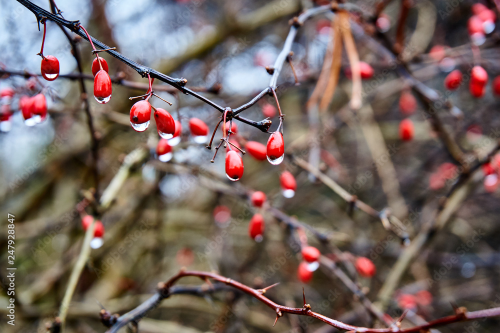 The red berries on the branches look like red coral beads. Selective focus. Red berries of barberry Thunberg with water drops after rain on a blurred background of branches. Place for your text. The red berries on the branches look like red coral beads. Selective focus. Red berries of barberry Thunberg with water drops after rain on a blurred background of branches. Place for your text.