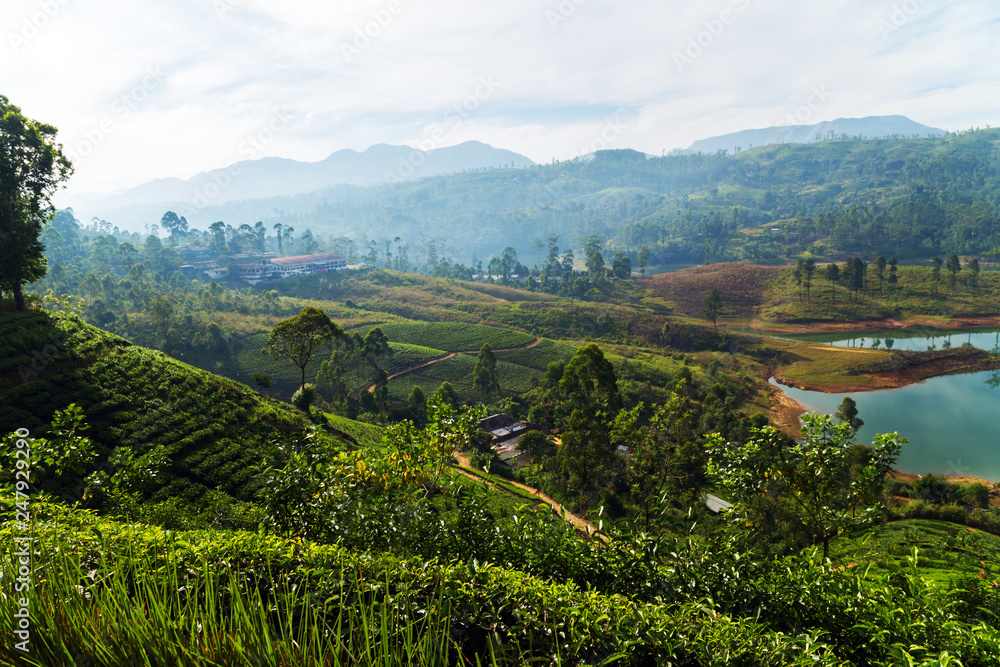 Tea estate in hill plantations