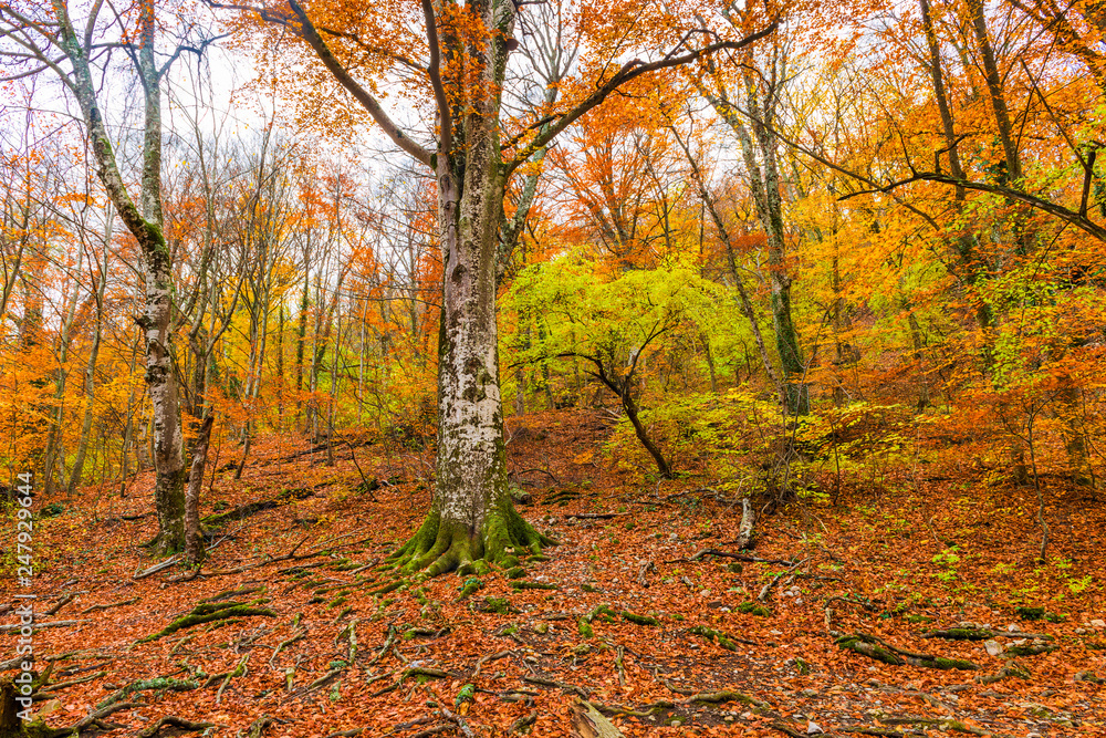 mountain slope, view of the autumn deciduous forest mountain slope, view of the autumn deciduous forest
