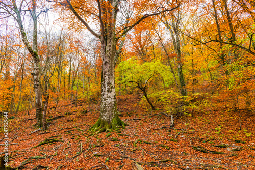 mountain slope, view of the autumn deciduous forest