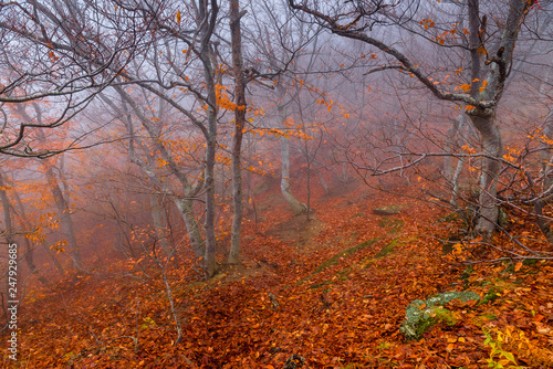 Misty autumn day, landscape in the mountains, in the frame of trees with fallen leaves