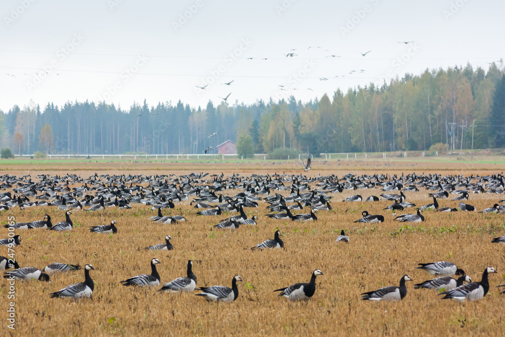 A big flock of barnacle gooses -Branta leucopsis are sitting on a field and flying above it. Birds are preparing to migrate south. October 2018, Finland