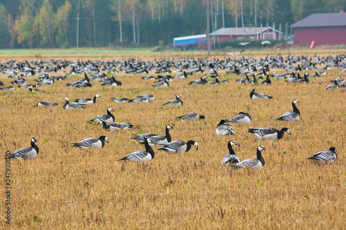 A big flock of barnacle gooses -Branta leucopsis are sitting on a field. Birds are preparing to migrate south. October 2018, Finland © Elena Noeva