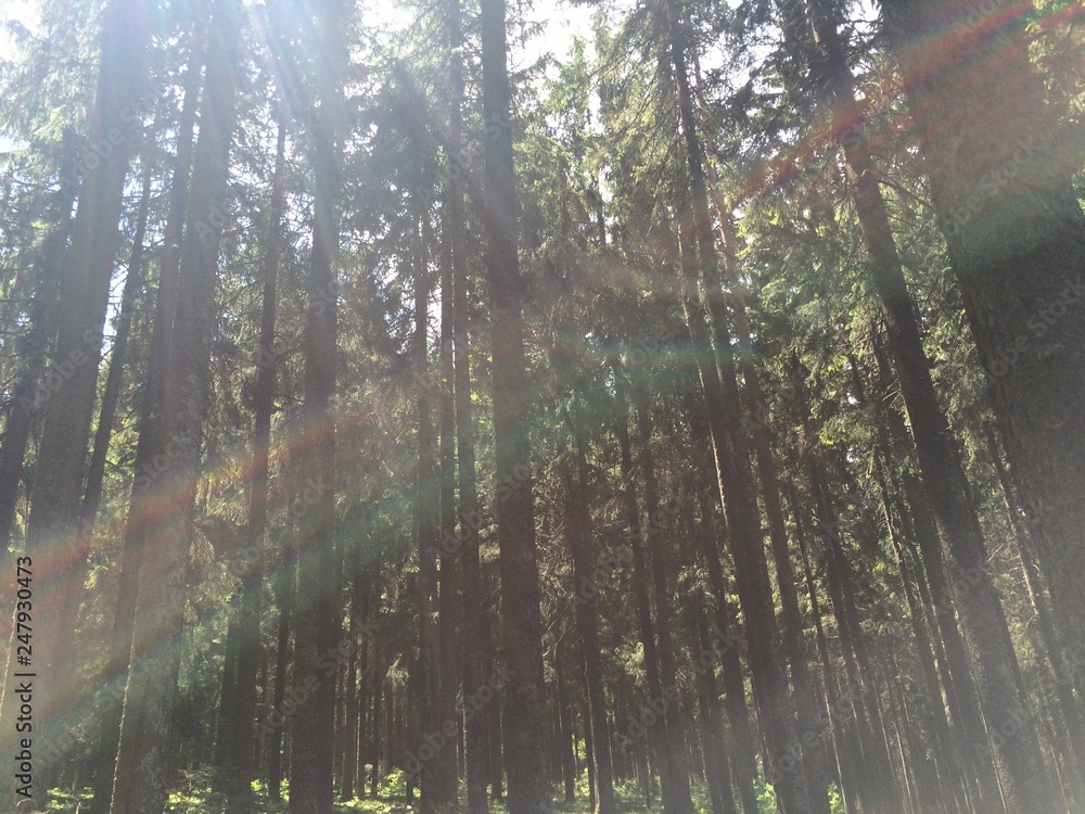 Obraz premium wald 6
