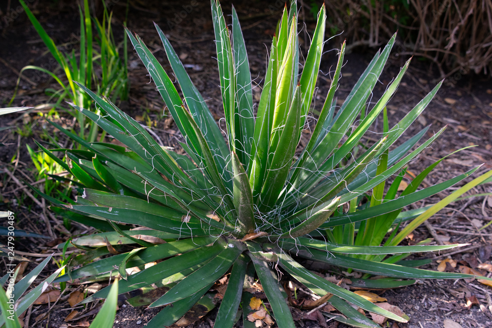 Dwarf Threaded Agave (Agave Filifera) plant growing in nature. Narrow leaves and white threads. Dwarf Threaded Agave (Agave Filifera) plant growing in nature. Narrow leaves and white threads.