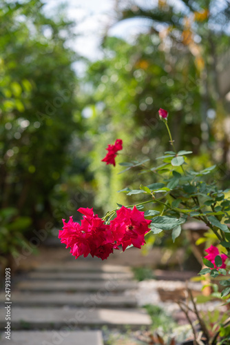 Beautiful red roses flower with  morning sun light in outdoor garden