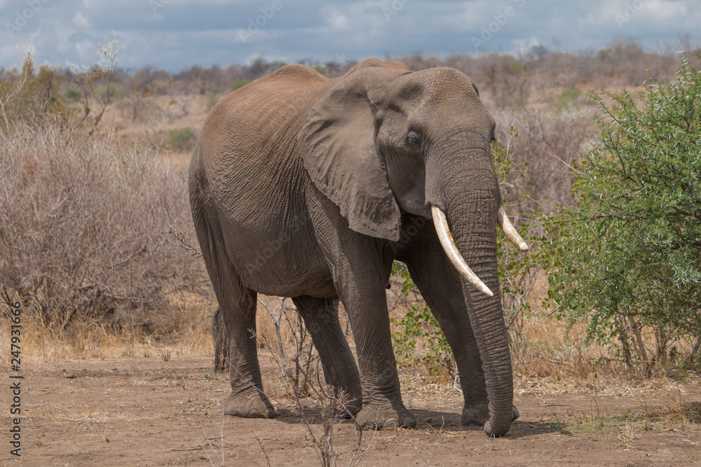 Fototapeta premium Słoń w Parku Narodowym Krugera, RPA