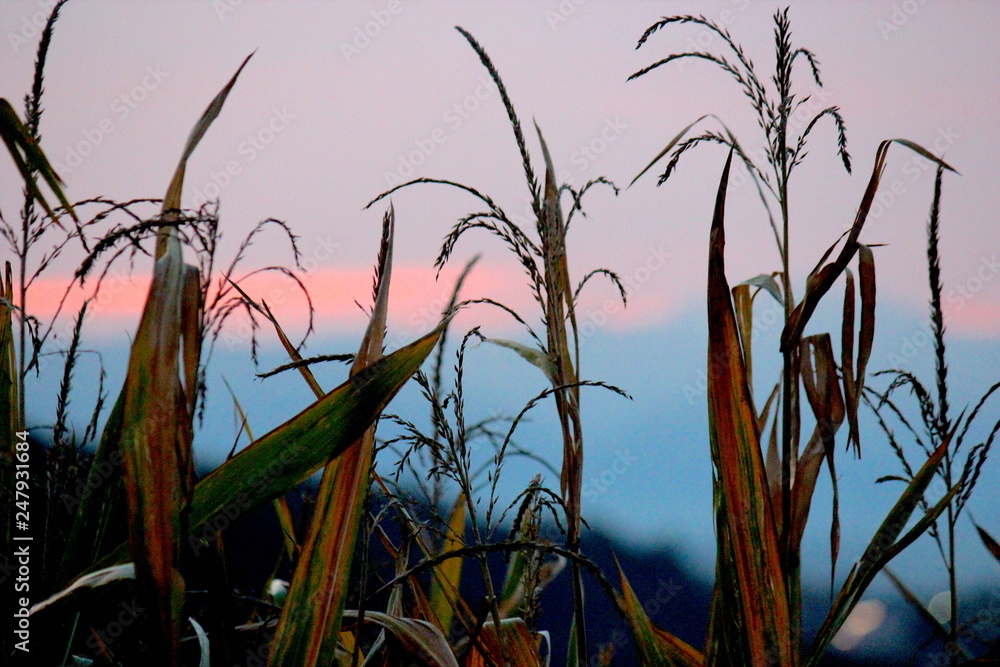 Fototapeta premium Mais
