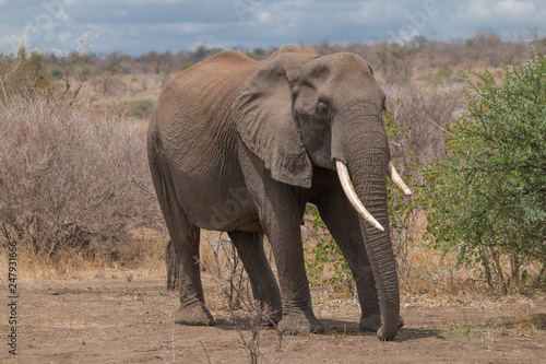 Elephant in the Kruger national park  South Africa