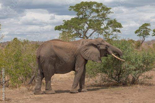 Elephant in the Kruger national park  South Africa