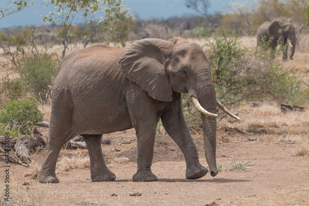 Elephant in the Kruger national park, South Africa Elephant in the Kruger national park, South Africa