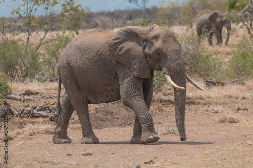 Elephant in the Kruger national park  South Africa