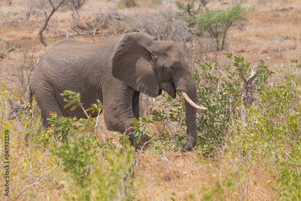 Obraz premium Elephant in the Kruger national park, South Africa