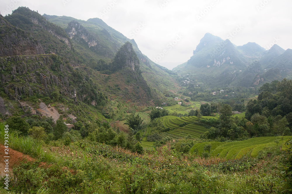 Green and yellow rice fields and farming , near Ban Gioc, Cao Bang province, Vietnam Green and yellow rice fields and farming , near Ban Gioc, Cao Bang province, Vietnam