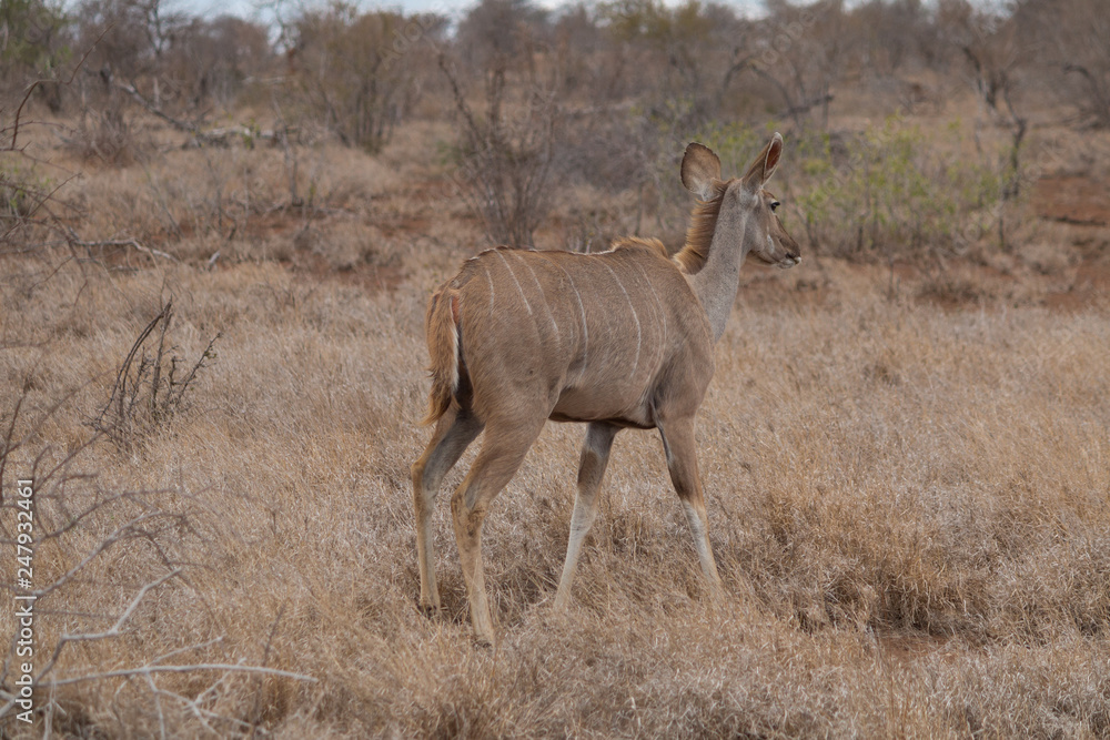 Greater Kudu in the Kruger national park, South Africa Greater Kudu in the Kruger national park, South Africa