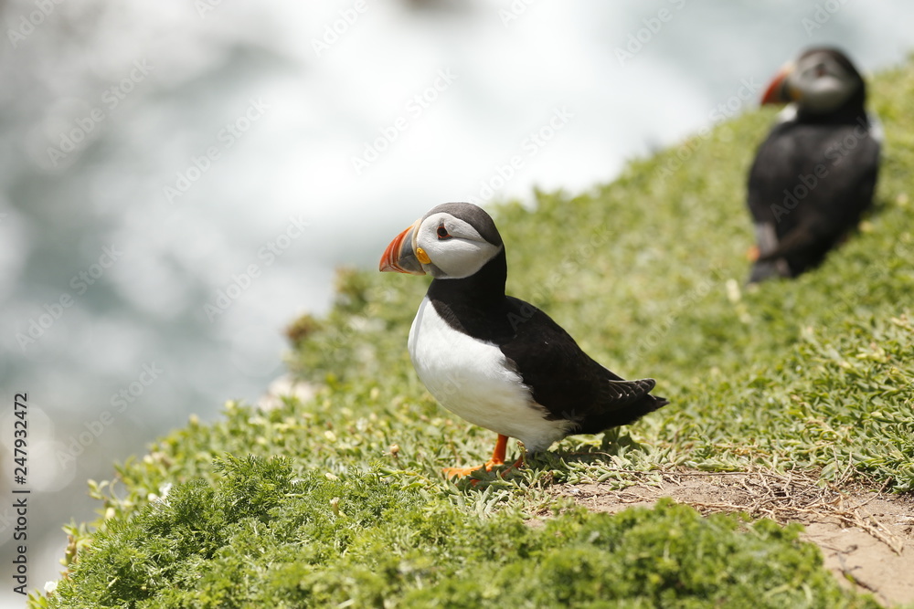 Atlantic Puffin Atlantic Puffin