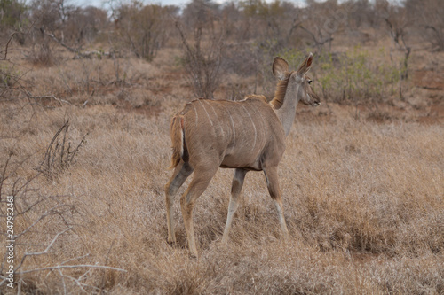 Greater Kudu in the Kruger national park  South Africa