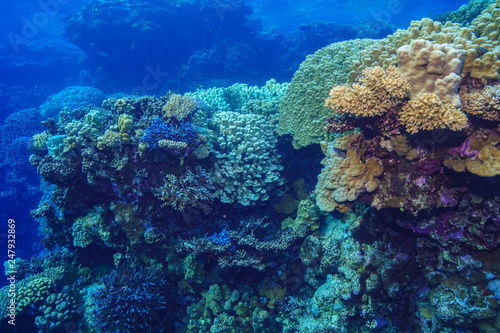 underwater Coral reef landscape at the Red Sea, Egypt