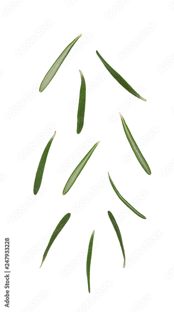 Fresh rosemary on white Fresh rosemary on white